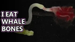 Bone Worm facts: AKA Zombie Worms - Osedax | Animal Fact Files