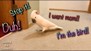 Have you ever heard a bird scream about Apples!?! 😂 | SUBTITLED | Pt. 1