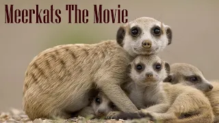 Meerkats - The Movie