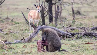 Male baboon eating a newborn gazelle while mom watches helplessly