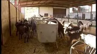 Cabra payoya en las sierras de Ronda y Cádiz