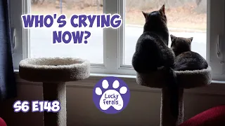 Who's Crying Now?  S6 E148 Rescued Cats, Bonded Cats, Training Cats - Lucky Ferals Cat Family Vlog