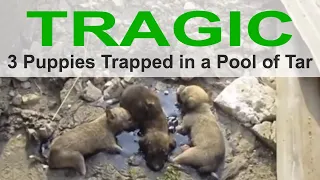 Tragic Dog Rescue Story - 3 Tiny Puppies Trapped in a Pool of Tar