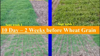 Establishing High Yield Winter Triticale