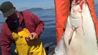 Halibut Fishing in Kodiak Alaska 2