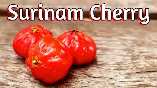 Orange Surinam Cherry : Trying a new variety of this interesting fruit - Weird Fruit Explorer