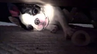 FUNNY Boston Terrier BOOGIE MONSTER Under the Table! Cute DOG Mackie