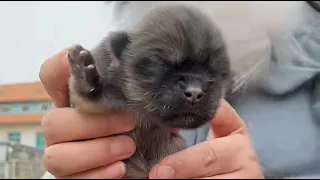 The newborn puppy was abandoned by the roadside, feeling cold and hungry, crying incessantly.