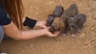 Innocent puppies covered mange, shy and scared try to begging for foods on the road