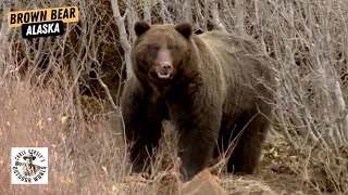 Four Epic Hunts for Giant Brown Bear in Alaska!