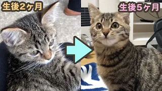 生後2ヶ月から5ヶ月で超変化!?3ヶ月間の子猫の成長記録まとめ【保護猫】