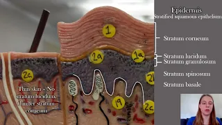 Anatomy of the Skin