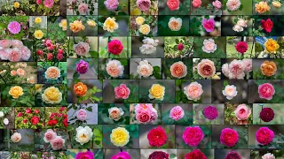 40 David Austin Roses at my garden in Seoul, 2022