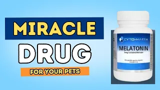 Uncover 7 New Benefits of Melatonin for Pets