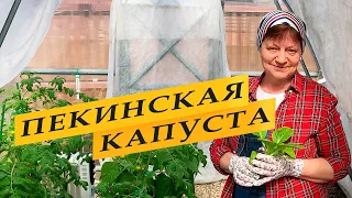 Пекинская капуста выращивание