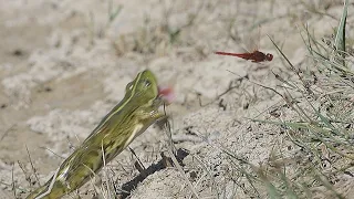 Incredible frog attacks on dragonflies / Unglaubliche Froschangriffe auf Libellen