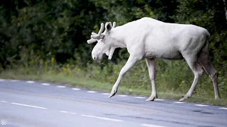 Rare footage of stunning white moose filmed in Sweden