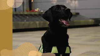 Meet Lacy, a Canada Border Services Agency detector dog