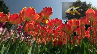 Skagit Tulip Festival / RoozenGaarde 20180425 4K UHD