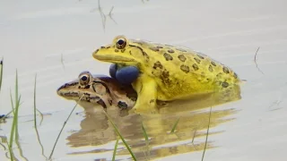 Frog Mating - How Do Frogs Mate - Bullfrog Mating