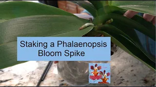 How to Stake a Phalaenopsis Bloom Spike | And, is it Even Necessary? | Staking an Orchid Bloom Spike