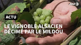 Le vignoble alsacien décimé par le mildiou | AFP