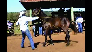 Doma de cavalo chucro em São Carlos-SP