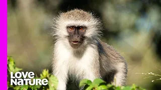 This Monkey Is Obsessed With His Dog Friends | Oddest Animal Friendships