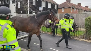 Police horse named in memory of Ava