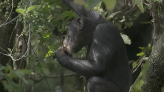 Chimp Rescue - showing the dedication of a Congolese Chimp handler