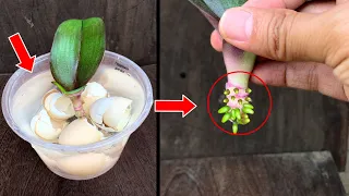 The magical secret for orchids to take root quickly! First time sharing
