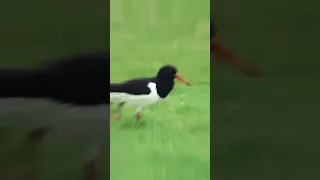 Oystercatcher Canon Eos R7 and Sigma 600mm & 1.4x Converter