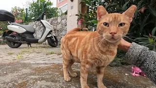 When Rusty the cat sleeping on a motorcycle noticed me, he came to me and started purring