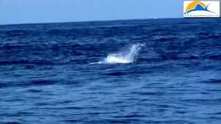 WOW!!!  HUGE 600lb Blue Marlin vs a Massive Mahi Mahi in Costa Rica.. AMAZING!!!