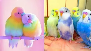 Baby Animals 🔴 Funny Parrots and Cute Birds Compilation (2020) Loros Adorables Recopilación #31