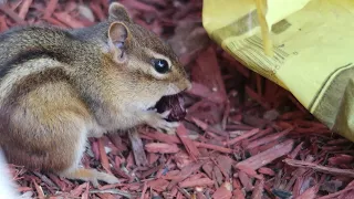 Fritter nibbles on a cherry