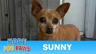 Abandoned dog just wanted to have a home and a family again. #chihuahua