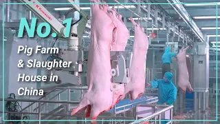 How Pig Farm and Modern Pig Slaughtering House Works