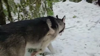 Trotting Through The Forest