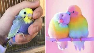 Smart And Funny Parrots Parrot Talking Videos Compilation (2022) - Cute Birds #4