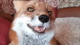 The Story About Lisa the Fox that Has Come Home From the Wild