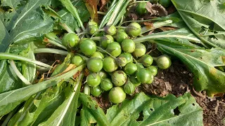 Very Prolific Mandrake Plant (Mandragora officinarum) And Fruits Are Picked