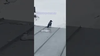 Ворона не самоубивайся!