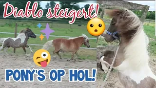 PONY'S LOS IN DE BAK & HOE VEEL WEGEN MIJN PAARDEN?