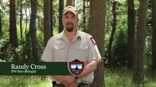 IFW Biologist Randy Cross Explains Bear Population Expansion And Why IFW Opposes Question One