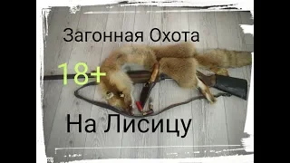 ЗАГОННАЯ охота на ЛИСИЦУ.22.12.2018  FOX Hunt.18 +