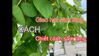 Cách tạo cây con Sâm lông, Sâm láng. Tặng cây con sâm láng ở 434 Phan Huy Ích | THÍCH TRỒNG CÂY TV