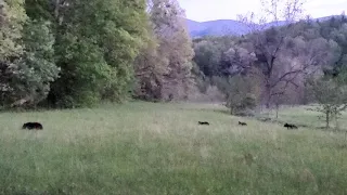 Cades Cove - Mama Bear and her 3 cubs