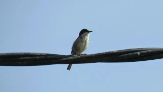 Western Orphean Warbler singing - Alsodux, Almeria, Spain