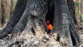 Dangerous Tree Cutting, Tree Climbing, Big Tree Felling by Ace Tree